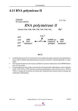 La transcription

4.11 RNA polymérase II

BM 27
•

•
•

La RNA polymérase II est l’enzyme de la transcription des gènes exprimés sous forme de protéines. Elle est inhibée spécifiquement par un poison extrait de l’Amanite phalloïde, l’α-amanitine.
Elle est présente dans tous les noyaux cellulaires. Sa masse moléculaire est de 500000 daltons
pour 10 sous-unités.
La transcription qu’elle catalyse nécessite des ribonucléosides triphosphates comme substrats
(ATP, CTP, GTP et UTP), plusieurs cofacteurs protéiniques (transcription factors TFIIA à
TFIIJ). L’énergie de la réaction est fournie par l’hydrolyse des liaisons riches en énergie des
nucléosides triphosphates.

2009 - 2010

Biologie Moléculaire - Prs C. Housset et A. Raisonnier

71/207

 