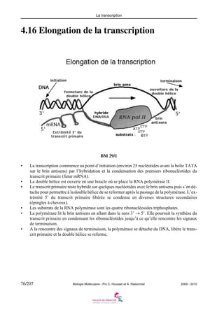La transcription

4.16 Elongation de la transcription

BM 29/1
•

•
•

•
•

•

La transcription commence au point d’initiation (environ 25 nucléotides avant la boîte TATA
sur le brin antisens) par l’hybridation et la condensation des premiers ribonucléotides du
transcrit primaire (futur mRNA).
La double hélice est ouverte en une boucle où se place la RNA polymérase II.
Le transcrit primaire reste hybridé sur quelques nucléotides avec le brin antisens puis s’en détache pour permettre à la double hélice de se reformer après le passage de la polymérase. L’extrémité 5’ du transcrit primaire libérée se condense en diverses structures secondaires
(épingles à cheveux).
Les substrats de la RNA polymérase sont les quatre ribonucléosides triphosphates.
La polymérase lit le brin antisens en allant dans le sens 3’ → 5’. Elle poursuit la synthèse du
transcrit primaire en condensant les ribonucléotides jusqu’à ce qu’elle rencontre les signaux
de terminaison.
A la rencontre des signaux de terminaison, la polymérase se détache du DNA, libère le transcrit primaire et la double hélice se referme.

76/207

Biologie Moléculaire - Prs C. Housset et A. Raisonnier

2009 - 2010

 