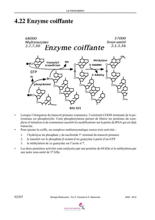 La transcription

4.22 Enzyme coiffante

BM 33/1
•

•

Lorsque l’élongation du transcrit primaire commence, l’extrémité COOH terminale de la polymérase est phosphorylée. Cette phosphorylation permet de libérer les protéines du complexe d’initiation et de commencer aussitôt les modifications sur la partie du RNA qui est déjà
transcrite.
Pour ajouter la coiffe, un complexe multienzymatique exerce trois activités :
1.
2.
3.

•

l’hydrolyse du phosphate γ du nucléotide 5’ terminal du transcrit primaire
le transfert sur le phosphate β restant d’un guanylate à partir d’un GTP
la méthylation de ce guanylate sur l’azote n°7.

Les deux premières activités sont catalysées par une protéine de 68 kDa et la méthylation par
une autre sous-unité de 57 kDa.

82/207

Biologie Moléculaire - Prs C. Housset et A. Raisonnier

2009 - 2010

 