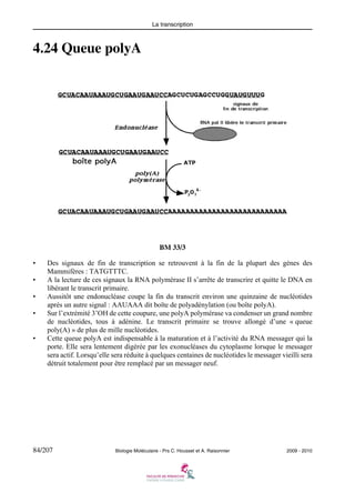 La transcription

4.24 Queue polyA

BM 33/3
•
•
•
•

•

Des signaux de fin de transcription se retrouvent à la fin de la plupart des gènes des
Mammifères : TATGTTTC.
A la lecture de ces signaux la RNA polymérase II s’arrête de transcrire et quitte le DNA en
libérant le transcrit primaire.
Aussitôt une endonucléase coupe la fin du transcrit environ une quinzaine de nucléotides
après un autre signal : AAUAAA dit boîte de polyadénylation (ou boîte polyA).
Sur l’extrémité 3’OH de cette coupure, une polyA polymérase va condenser un grand nombre
de nucléotides, tous à adénine. Le transcrit primaire se trouve allongé d’une « queue
poly(A) » de plus de mille nucléotides.
Cette queue polyA est indispensable à la maturation et à l’activité du RNA messager qui la
porte. Elle sera lentement digérée par les exonucléases du cytoplasme lorsque le messager
sera actif. Lorsqu’elle sera réduite à quelques centaines de nucléotides le messager vieilli sera
détruit totalement pour être remplacé par un messager neuf.

84/207

Biologie Moléculaire - Prs C. Housset et A. Raisonnier

2009 - 2010

 