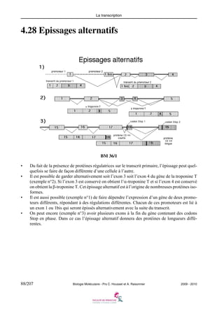 La transcription

4.28 Epissages alternatifs

BM 36/1
•
•

•

•

Du fait de la présence de protéines régulatrices sur le transcrit primaire, l’épissage peut quelquefois se faire de façon différente d’une cellule à l’autre.
Il est possible de garder alternativement soit l’exon 3 soit l’exon 4 du gène de la troponine T
(exemple n°2). Si l’exon 3 est conservé on obtient l’α-troponine T et si l’exon 4 est conservé
on obtient la β-troponine T. Cet épissage alternatif est à l’origine de nombreuses protéines isoformes.
Il est aussi possible (exemple n°1) de faire dépendre l’expression d’un gène de deux promoteurs différents, répondant à des régulations différentes. Chacun de ces promoteurs est lié à
un exon 1 ou 1bis qui seront épissés alternativement avec la suite du transcrit.
On peut encore (exemple n°3) avoir plusieurs exons à la fin du gène contenant des codons
Stop en phase. Dans ce cas l’épissage alternatif donnera des protéines de longueurs différentes.

88/207

Biologie Moléculaire - Prs C. Housset et A. Raisonnier

2009 - 2010

 
