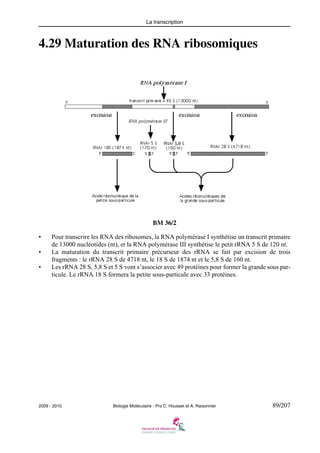 La transcription

4.29 Maturation des RNA ribosomiques

BM 36/2
•
•
•

Pour transcrire les RNA des ribosomes, la RNA polymérase I synthétise un transcrit primaire
de 13000 nucléotides (nt), et la RNA polymérase III synthétise le petit rRNA 5 S de 120 nt.
La maturation du transcrit primaire précurseur des rRNA se fait par excision de trois
fragments : le rRNA 28 S de 4718 nt, le 18 S de 1874 nt et le 5,8 S de 160 nt.
Les rRNA 28 S, 5,8 S et 5 S vont s’associer avec 49 protéines pour former la grande sous particule. Le rRNA 18 S formera la petite sous-particule avec 33 protéines.

2009 - 2010

Biologie Moléculaire - Prs C. Housset et A. Raisonnier

89/207

 