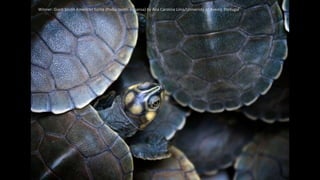 Winner: Giant South American turtle (Podocnemis expansa) by Ana Carolina Lima/Univeristy of Aveiro, Portugal
 