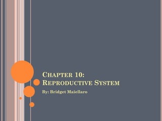 CHAPTER 10:
REPRODUCTIVE SYSTEM
By: Bridget Maiellaro
 