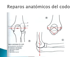 BIOMECÁNICA DEL CODO | PPT