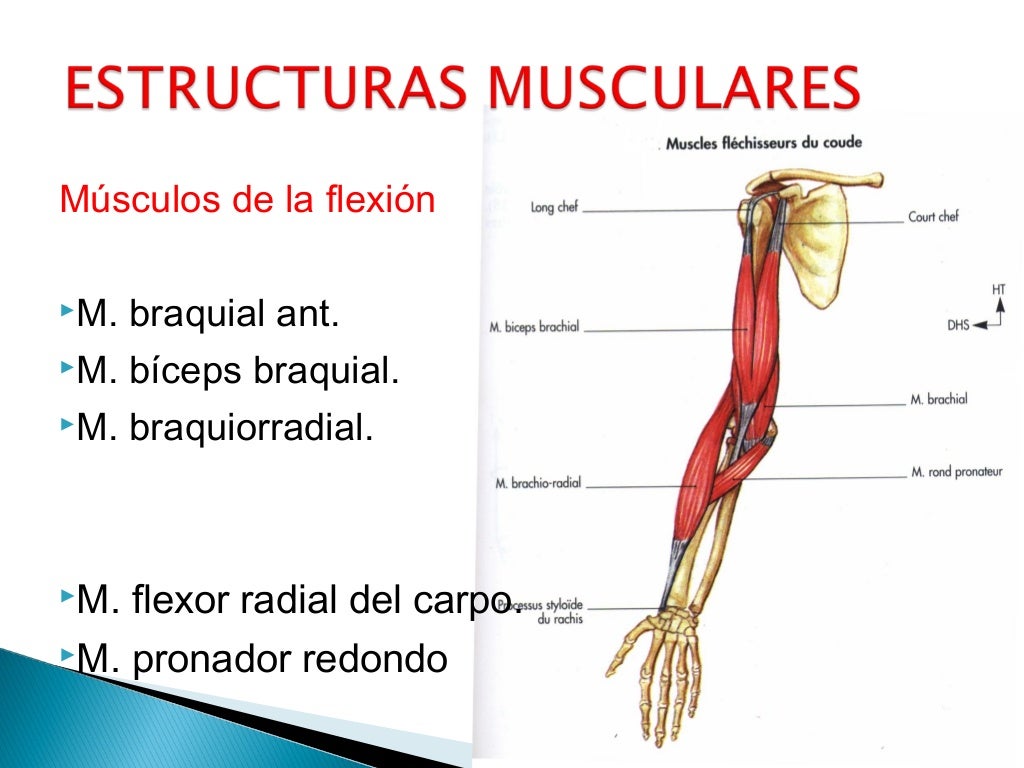 BIOMECÁNICA DEL CODO