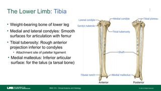 Helpful Learning Tool for the Appendicular Skeleton | PPTX