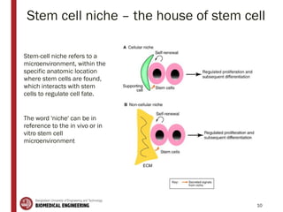 Stem cell niche – the house of stem cell
Stem-cell niche refers to a
microenvironment, within the
specific anatomic location
where stem cells are found,
which interacts with stem
cells to regulate cell fate.
The word 'niche' can be in
reference to the in vivo or in
vitro stem cell
microenvironment
10
 