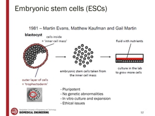 Embryonic stem cells (ESCs)
12
- Pluripotent
- No genetic abnormalities
- In vitro culture and expansion
- Ethical issues
 