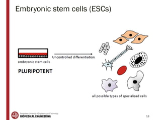 Embryonic stem cells (ESCs)
13
 