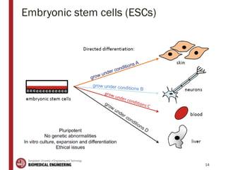 Embryonic stem cells (ESCs)
14
 