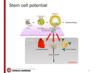 Stem cell potential
7
 