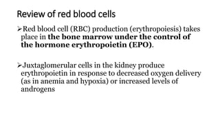 Review of red blood cells
Red blood cell (RBC) production (erythropoiesis) takes
place in the bone marrow under the control of
the hormone erythropoietin (EPO).
Juxtaglomerular cells in the kidney produce
erythropoietin in response to decreased oxygen delivery
(as in anemia and hypoxia) or increased levels of
androgens
 