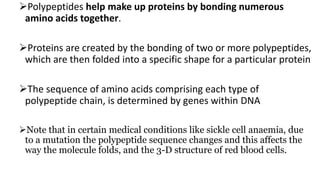 Polypeptides help make up proteins by bonding numerous
amino acids together.
Proteins are created by the bonding of two or more polypeptides,
which are then folded into a specific shape for a particular protein
The sequence of amino acids comprising each type of
polypeptide chain, is determined by genes within DNA
Note that in certain medical conditions like sickle cell anaemia, due
to a mutation the polypeptide sequence changes and this affects the
way the molecule folds, and the 3-D structure of red blood cells.
 