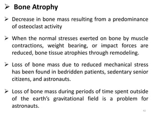 BME 305 - Lesson 8 - Biomechanics of Bone - Part I.pptx