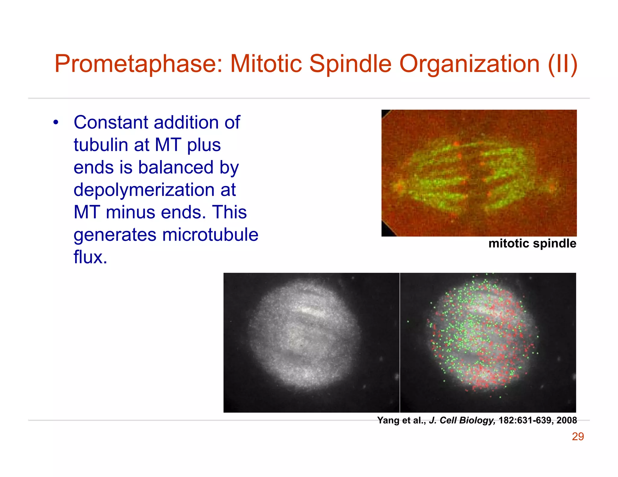 BME_42_620_Lecture_23_2011_preliminary.pdf