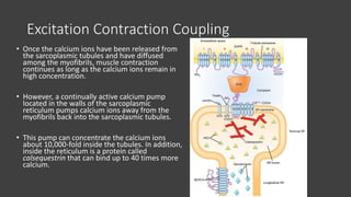 Molecualr mechanism of Skeletal Muscle Contraction | PPT