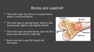 Layer Bone Problems Anatomy and physiology of the skeletal system | PDF
