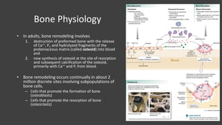 Anatomy and physiology of the skeletal system | PDF