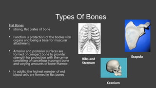 Anatomy and physiology of the skeletal system | PDF
