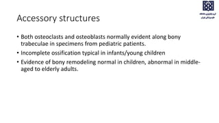 Accessory structures
• Both osteoclasts and osteoblasts normally evident along bony
trabeculae in specimens from pediatric patients.
• Incomplete ossification typical in infants/young children
• Evidence of bony remodeling normal in children, abnormal in middle-
aged to elderly adults.
 