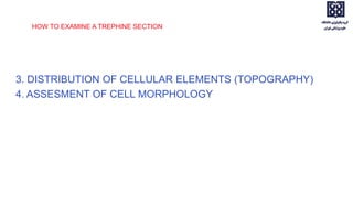 HOW TO EXAMINE A TREPHINE SECTION
3. DISTRIBUTION OF CELLULAR ELEMENTS (TOPOGRAPHY)
4. ASSESMENT OF CELL MORPHOLOGY
 