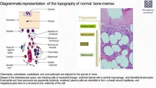 Diagrammaticrepresentation of the topography of normal bonemarrow.
Osteoclasts, osteoblasts, myeloblasts, and promyelocytes are adjacent to the spicule of bone.
Deeper in the intertrabecular space are maturing cells of neutrophil lineage, erythroid islands with a central macrophage, and interstitial lymphocytes.
Eosinophils and their precursorsare apparently randomly scattered, plasma cells are interstitial or form a sheath around capillaries, and
megakaryocytes abut on a sinusoidat one extremity of the cell.
 