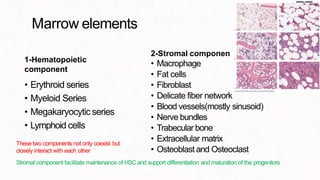 Marrow elements
1-Hematopoietic
component
• Erythroid series
• Myeloid Series
• Megakaryocyticseries
• Lymphoid cells
t
2-Stromal componen
• Macrophage
• Fat cells
• Fibroblast
• Delicate fiber network
• Blood vessels(mostly sinusoid)
• Nerve bundles
• Trabecular bone
• Extracellular matrix
• Osteoblast and Osteoclast
Stromal component facilitate maintenance of HSC and support differentiation and maturation of the progenitors
These two components not only coexist but
closely interact with each other
 