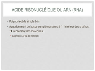 ACIDE RIBONUCLÉIQUE OU ARN (RNA) 
• Polynucléotide simple brin 
• Appariemment de bases complémentaires à l’intérieur des chaînes 
è repliement des molécules : 
• Exemple : ARN de transfert 
 