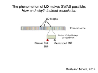 The phenomenon of LD makes GWAS possible:
How and why?: Indirect association
additional studies to map the precise
location of the influential SNP.
Conceptually, the end result of GWAS
under the common disease/common var-
needed to capture the variation
African genome.
It is important to note that t
ogy for measuring genomic
Figure 3. Indirect Association. Genotyped SNPs often lie in a region of high linka
will be statistically associated with disease as a surrogate for the disease SNP throu
doi:10.1371/journal.pcbi.1002822.g003
Bush and Moore, 2012
LD blocks
 