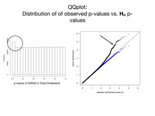 QQplot:
Distribution of of observed p-values vs. Ho p-
values
Histogram of gwas$P.value
gwas$P.value
Frequency
0.0 0.2 0.4 0.6 0.8 1.0
050000100000150000
p-values of GWAS in Total Cholesterol
 