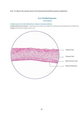 18
Aim: To observe the stained smear of non-keratinized stratified squamous epithelium
 