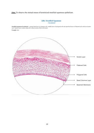 19
Aim: To observe the stained smear of keratinized stratified squamous epithelium.
 