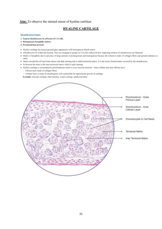 21
Aim: To observe the stained smear of hyaline cartilaze
HYALINE CARTILAGE
 
