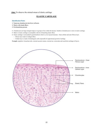 22
Aim: To observe the stained smear of elastic cartilage
ELASTIC CARTILAGE
 