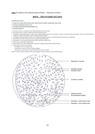 24
Aim: To observe the stained smear of bone – transverse section.
BONE – TRNASVERSE SECTION
 