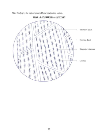25
Aim: To observe the stained smear of bone longitudinal section.
BONE – LONGITUDINAL SECTION
 
