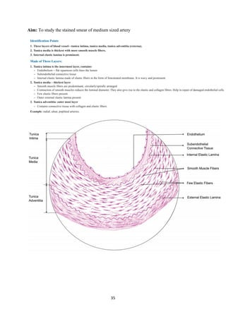 35
Aim: To study the stained smear of medium sized artery
 