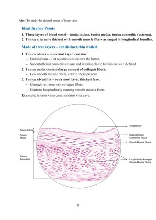 36
Aim: To study the stained smear of large vein
 