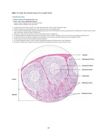 37
Aim: To study the stained smear of a Lymph Node
 