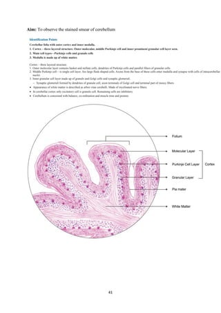 41
Aim: To observe the stained smear of cerebellum
 