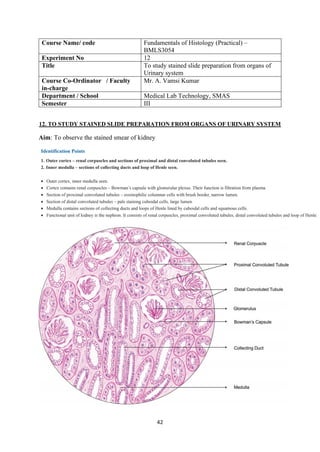 42
Course Name/ code Fundamentals of Histology (Practical) –
BMLS3054
Experiment No 12
Title To study stained slide preparation from organs of
Urinary system
Course Co-Ordinator / Faculty
in-charge
Mr. A. Vamsi Kumar
Department / School Medical Lab Technology, SMAS
Semester III
12. TO STUDY STAINED SLIDE PREPARATION FROM ORGANS OF URINARY SYSTEM
Aim: To observe the stained smear of kidney
 