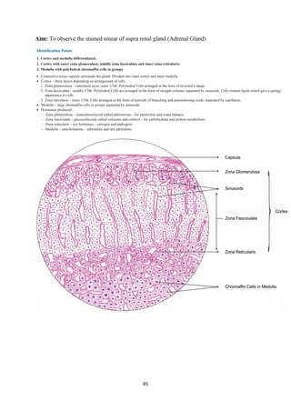 45
Aim: To observe the stained smear of supra renal gland (Adrenal Gland)
 
