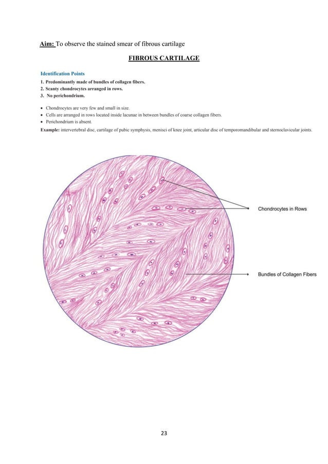 Histology Lab manual PDF