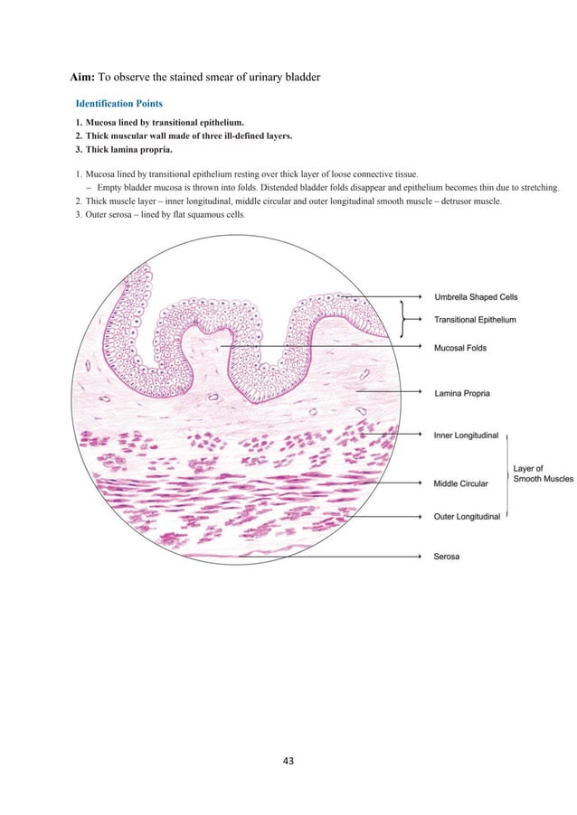 Histology Lab manual PDF