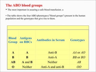 The ABO blood groups
• The most important in assuring a safe blood transfusion. a
• The table shows the four ABO phenotypes ("blood groups") present in the human
population and the genotypes that give rise to them.
Blood
Group
Antigens
on RBCs
Antibodies in Serum Genotypes
A A Anti-B AA or AO
B B Anti-A BB or BO
AB A and B Neither AB
O Neither Anti-A and anti-B OO
 