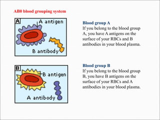 Blood group A
If you belong to the blood group
A, you have A antigens on the
surface of your RBCs and B
antibodies in your blood plasma.
Blood group B
If you belong to the blood group
B, you have B antigens on the
surface of your RBCs and A
antibodies in your blood plasma.
AB0 blood grouping system
 