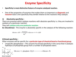 Group Specificity Example Bmm480 Enzymology lecture-1 | PDF