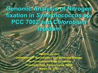 Genomic Analysis of Nitrogen fixation in  Synechococcus  sp. PCC 7002 and  Chlorobium tepidum ,[object Object],[object Object],[object Object],[object Object],[object Object]