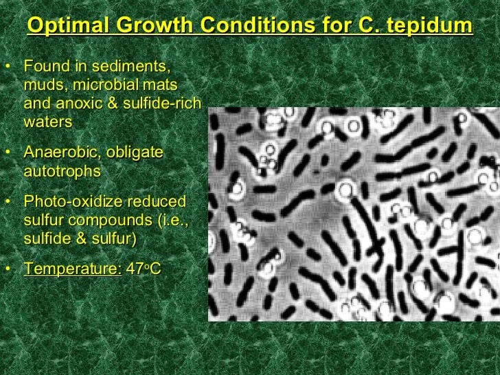 Chlorobium tepidum Alchetron, The Free Social Encyclopedia